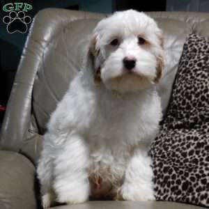 Teddy, Cockapoo Puppy